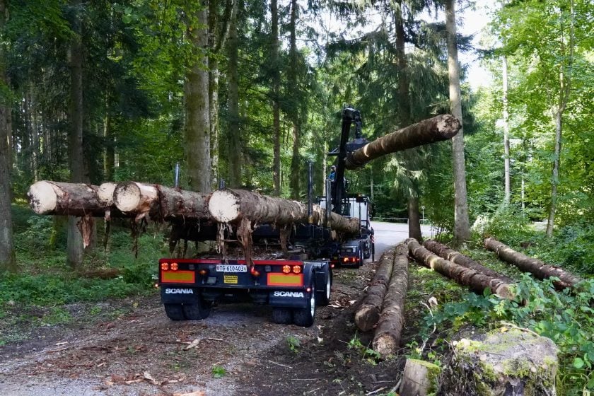 Bereits im Wald wird das Holz für die Sägereien sortiert.